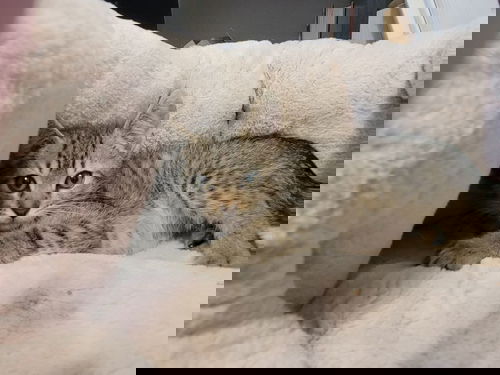 Petrie