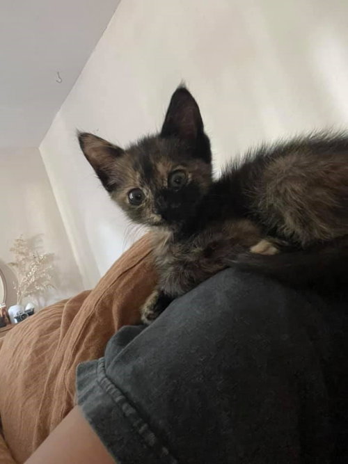 Evie