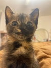 Evie
