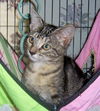 Pretty Penny 2009