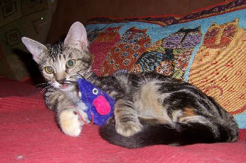 Pretty Penny 2009