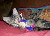 Pretty Penny 2009
