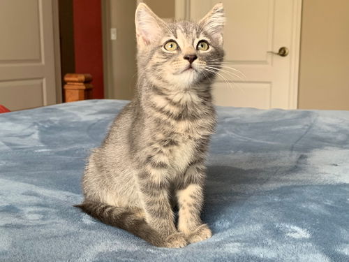 Isla
