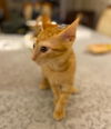 Louis
