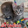 Artemis