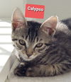 Calypso