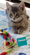 Venus