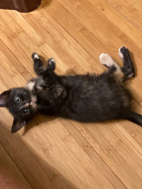 Freida