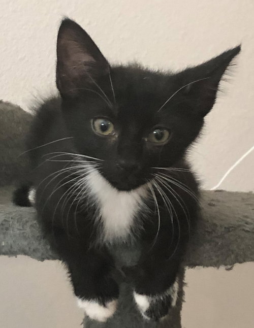Mittens