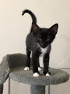 Mittens