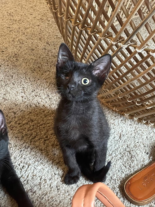Leela