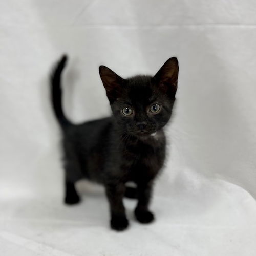 Ember