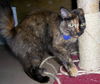 Lovey 2009