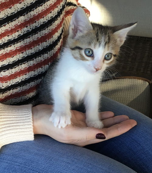 Elsa