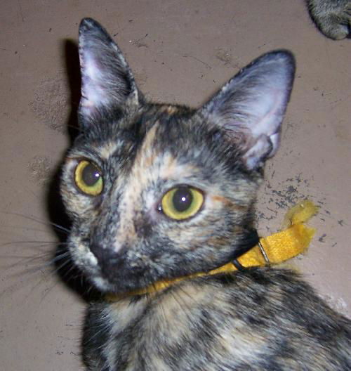 Phoenix (aka Fun Mama!)