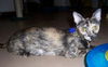 Phoenix (aka Fun Mama!)