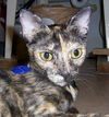 Phoenix (aka Fun Mama!)