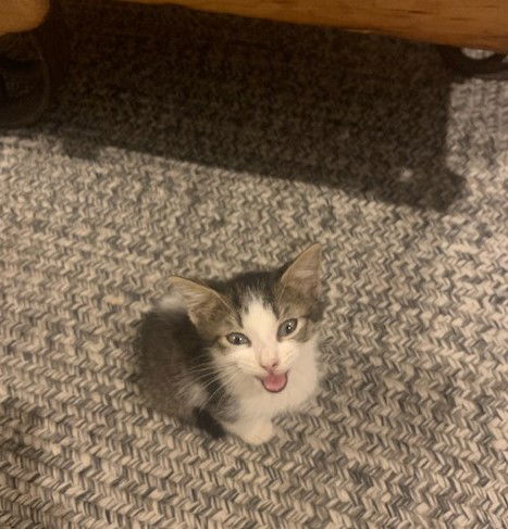 Dewey