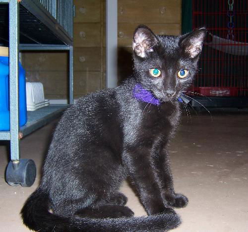 Lonnie LongTail