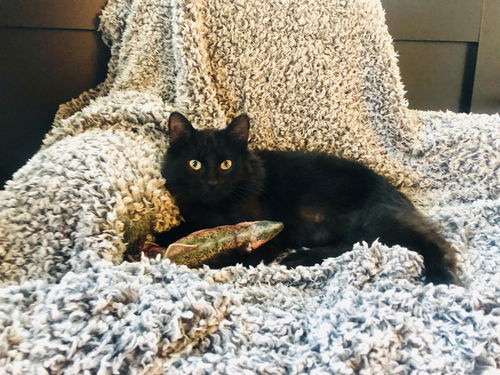 Pepper
