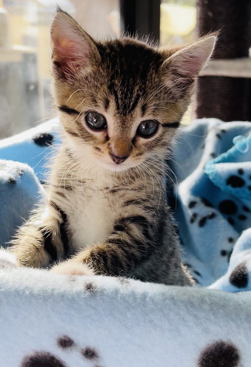 Mia