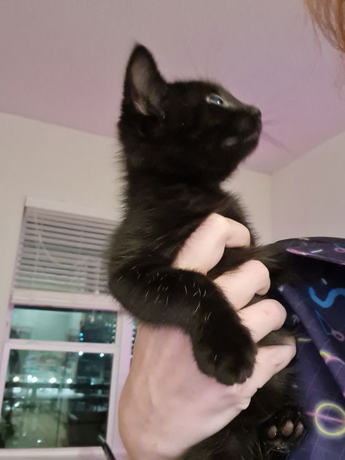 Pumpernickel