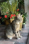 Lily