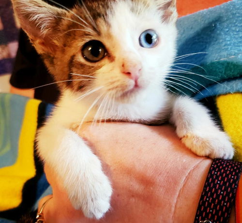 Dexter