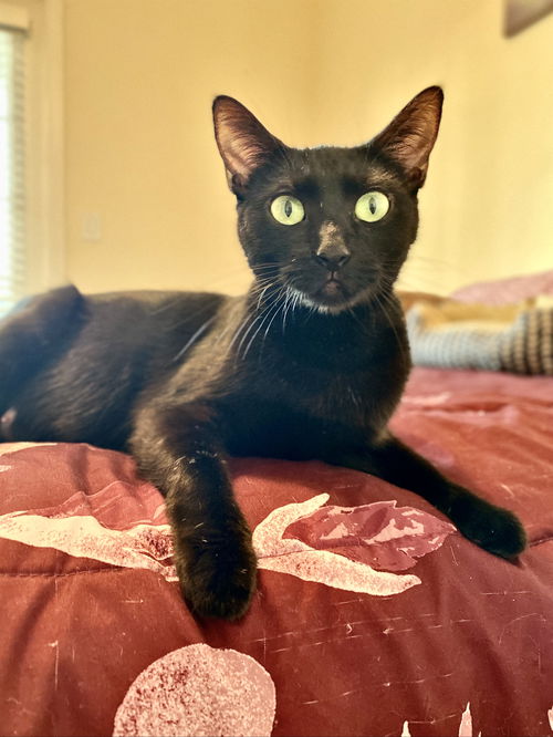 Ella