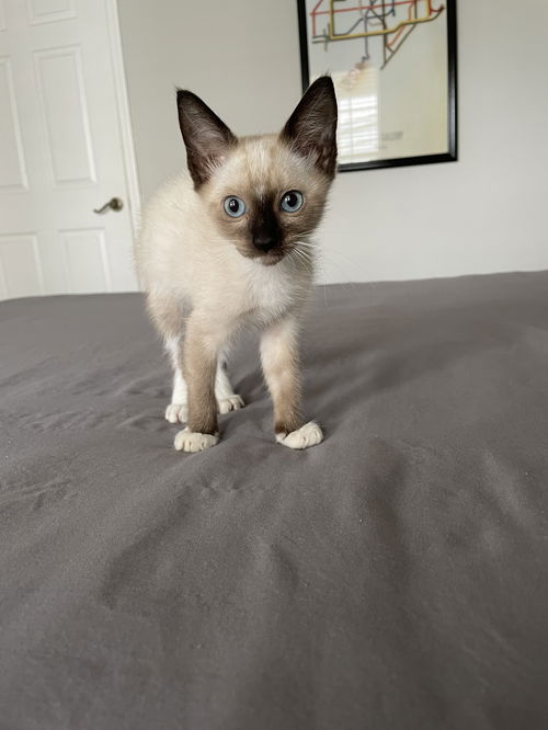 Mila