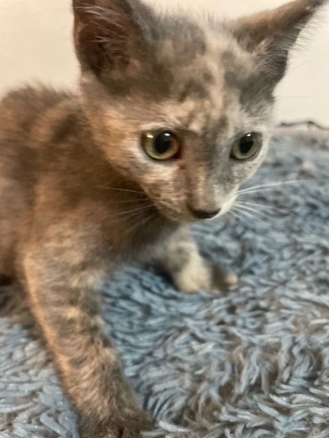 Isabella