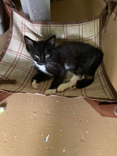 Cora