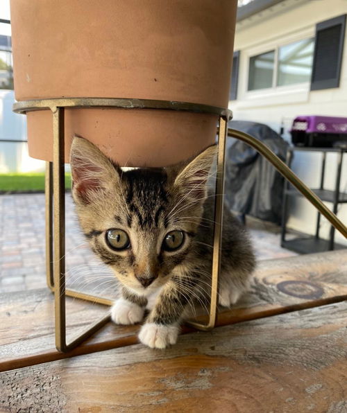 Charlie