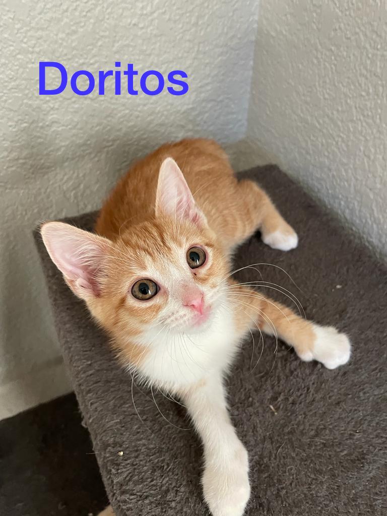 Doritos cat clearance