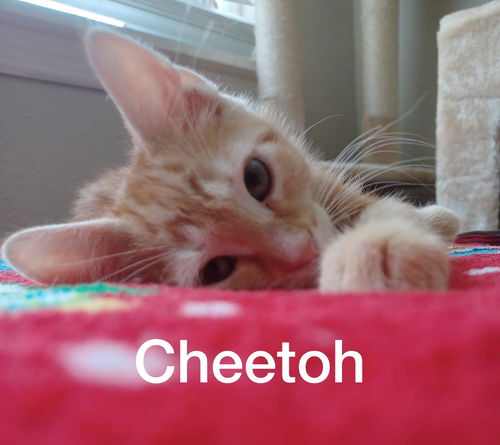 Cheetoh