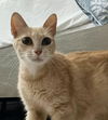 Princess Leia