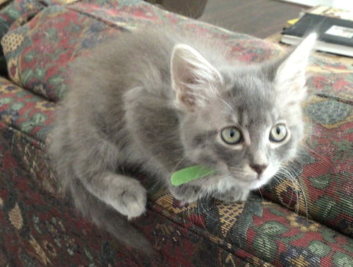 CottonBall
