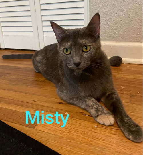 Misty