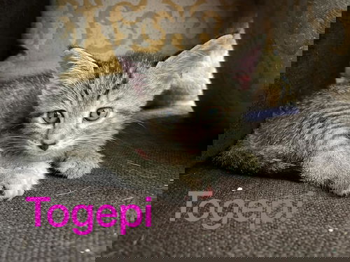 Togepi