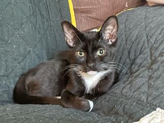Samuel