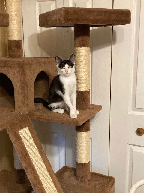 Basil
