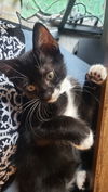 Millie