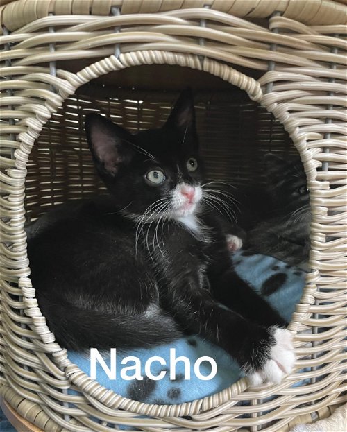 Nacho