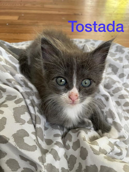 Tostada