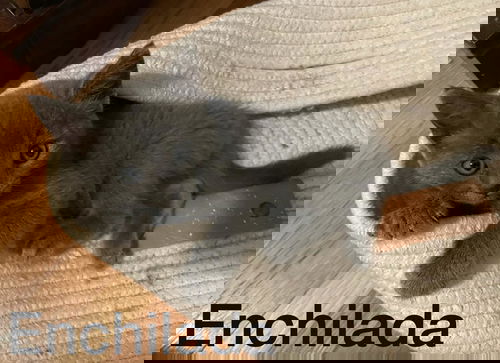 Enchilada