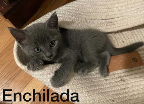 Enchilada