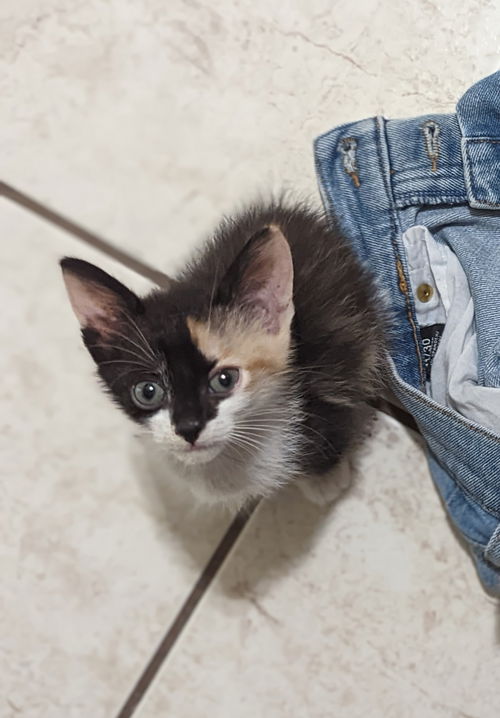 Piper