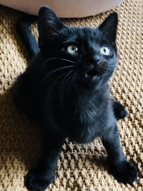 Basil