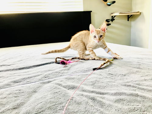 Dorito