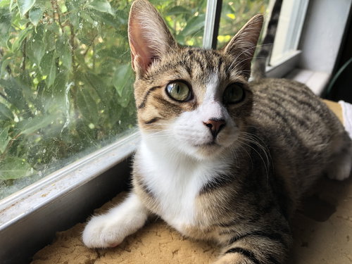 Coco